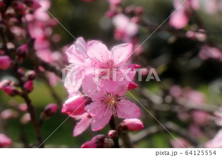 春の木の花 モモの花 山田池公園 花木園の写真素材
