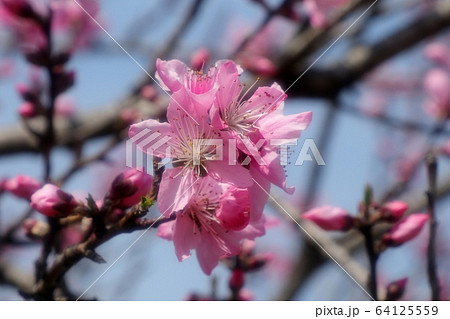 春の木の花 モモの花 山田池公園 花木園の写真素材