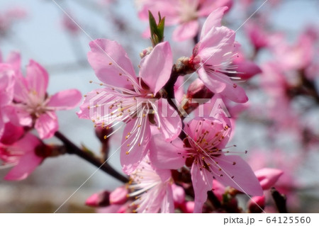 春の木の花:モモの花:山田池公園:花木園 春の木の花:モモの花:山田池公園:花木園 64125560