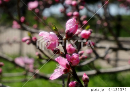 春の木の花：モモの花：山田池公園：花木園 64125575