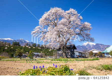 武川の一本桜 64125842