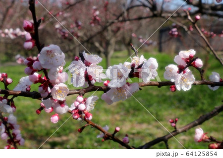 果実：あんずの花：山田池公園 64125854