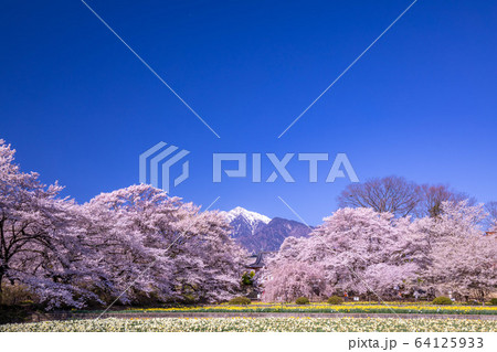 南アルプス　実相寺の桜と花壇 64125933