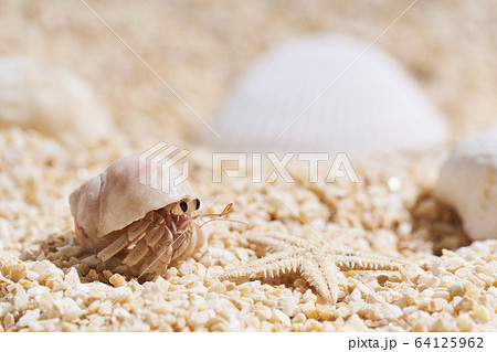 砂浜のオカヤドカリ 64125962