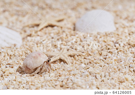 砂浜のオカヤドカリ 64126005