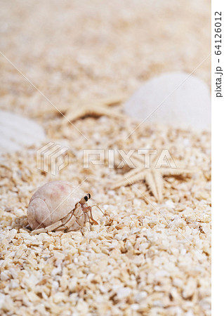 砂浜のオカヤドカリ 砂浜のオカヤドカリ 64126012