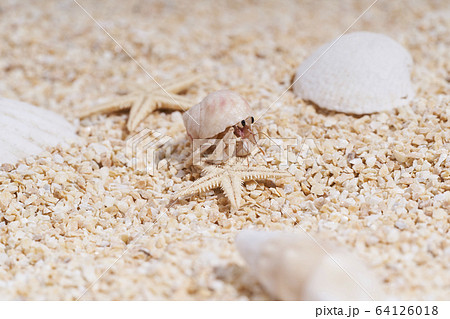 砂浜のオカヤドカリ 64126018