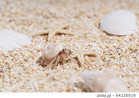 砂浜のオカヤドカリ 64126019