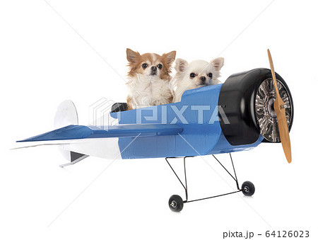 chihuahuas and plane chihuahuas and plane 64126023