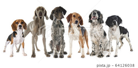 hunting dogs in studio hunting dogs in studio 64126038