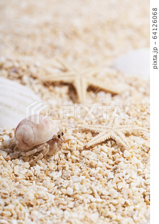 砂浜のオカヤドカリ 砂浜のオカヤドカリ 64126068
