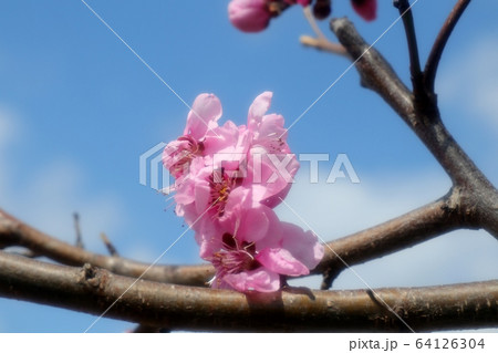 春の木の花:モモの花:淀川河川敷 春の木の花:モモの花:淀川河川敷 64126304