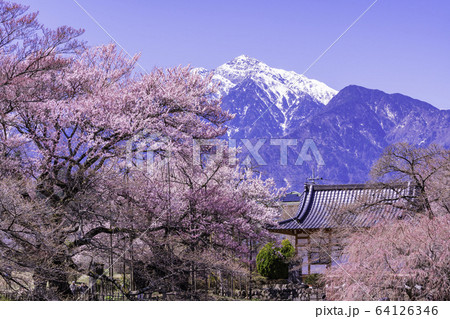 （山梨県）実相寺の桜　満開 64126346