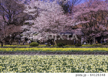 (山梨県)実相寺の桜 満開 (山梨県)実相寺の桜 満開 64126348