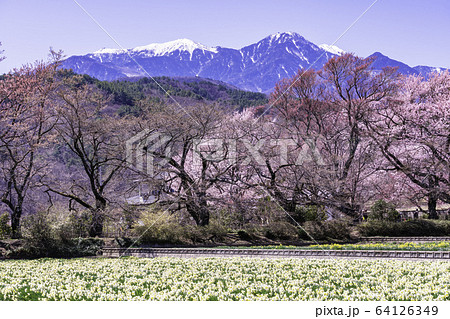 （山梨県）実相寺の桜　満開 64126349