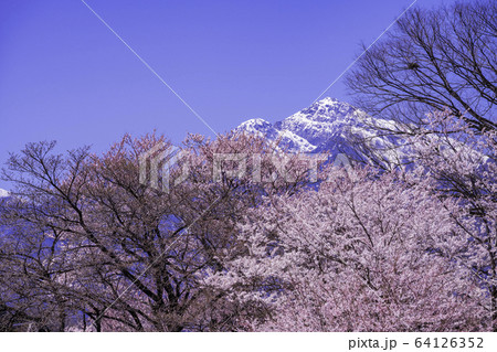 (山梨県)実相寺の桜 満開 (山梨県)実相寺の桜 満開 64126352