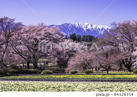 (山梨県)実相寺の桜 満開 (山梨県)実相寺の桜 満開 64126354