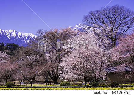 （山梨県）実相寺の桜　満開 64126355