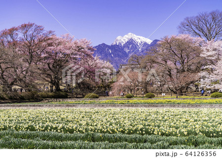 (山梨県)実相寺の桜 満開 (山梨県)実相寺の桜 満開 64126356