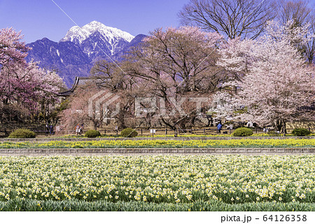 (山梨県)実相寺の桜 満開 (山梨県)実相寺の桜 満開 64126358