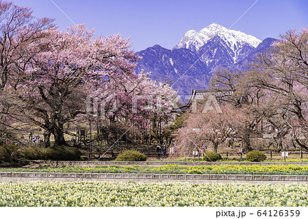 (山梨県)実相寺の桜 満開 (山梨県)実相寺の桜 満開 64126359