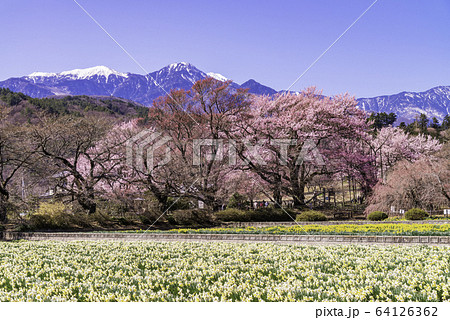 (山梨県)実相寺の桜 満開 (山梨県)実相寺の桜 満開 64126362