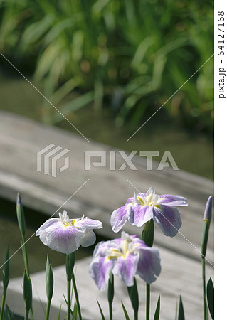花菖蒲 花菖蒲 64127168