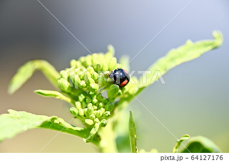 ナミテントウ（二紋型） 64127176
