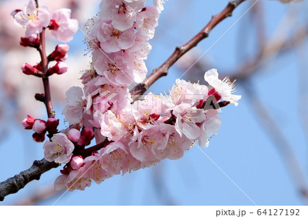 木の花：アーモンドの花：土手 64127192
