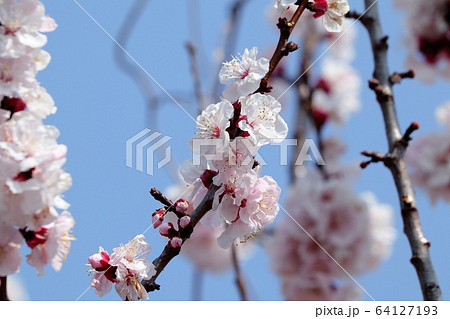 木の花:アーモンドの花:土手 木の花:アーモンドの花:土手 64127193