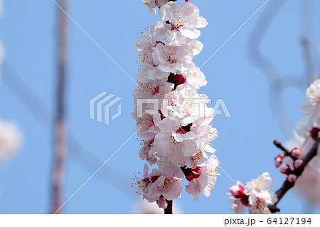 木の花:アーモンドの花:土手 木の花:アーモンドの花:土手 64127194