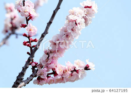 木の花:アーモンドの花:土手 木の花:アーモンドの花:土手 64127195