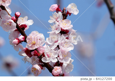 木の花:アーモンドの花:土手 木の花:アーモンドの花:土手 64127200