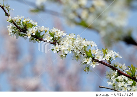 春の木の花 ユスラウメ 淀川の堤防の写真素材