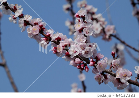 木の花:アーモンドの花:土手 木の花:アーモンドの花:土手 64127233