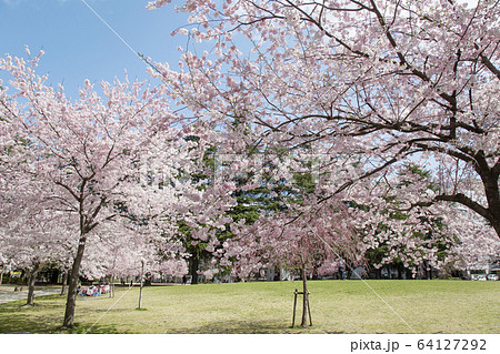 仙台市 錦町公園 桜 仙台市 錦町公園 桜 64127292