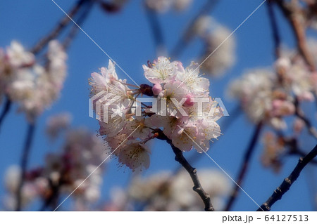 春の木の花：スモモ&ベニスモモ：山田池公園：花木園 64127513