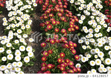 ハルジオン 貧乏草 白 赤 黄 花 一面花 4月の写真素材