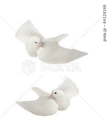 Two White dove in flight on a white Two White dove in flight on a white 64128166