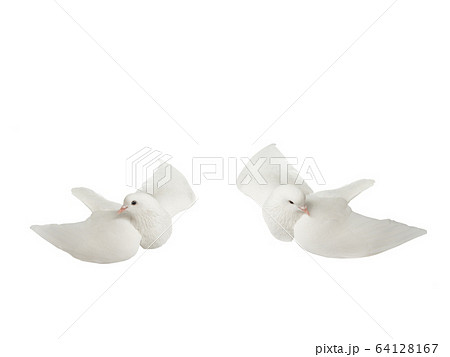 White dove in flight on a white 64128167