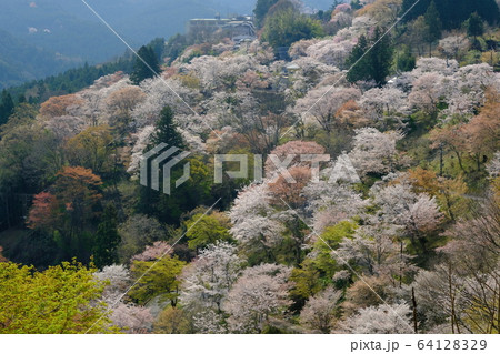 吉野山下千本の桜(奈良県吉野郡吉野町) 吉野山下千本の桜(奈良県吉野郡吉野町) 64128329