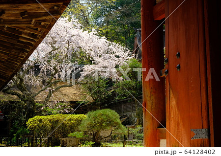 吉野水分神社の枝垂れ桜(奈良県吉野郡吉野町) 吉野水分神社の枝垂れ桜(奈良県吉野郡吉野町) 64128402