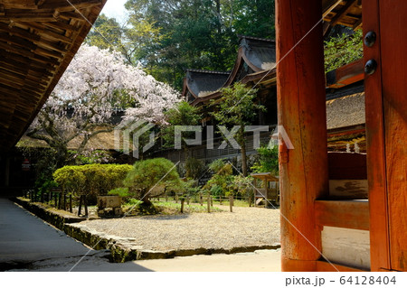 吉野水分神社の枝垂れ桜（奈良県吉野郡吉野町） 64128404