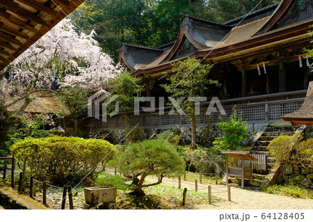 吉野水分神社の枝垂れ桜（奈良県吉野郡吉野町） 64128405