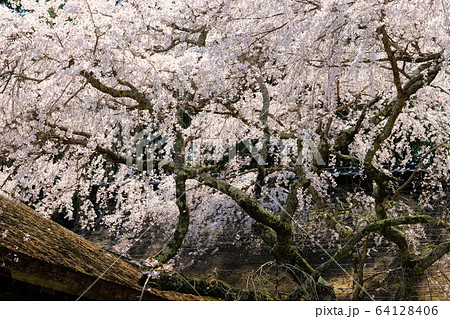 吉野水分神社の枝垂れ桜(奈良県吉野郡吉野町) 吉野水分神社の枝垂れ桜(奈良県吉野郡吉野町) 64128406