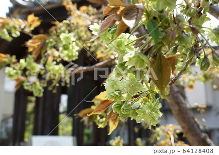御衣黄桜(ギョイコウザクラ) 御衣黄桜(ギョイコウザクラ) 64128408