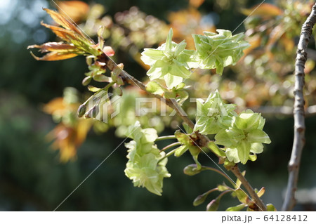 御衣黄桜(ギョイコウザクラ) 御衣黄桜(ギョイコウザクラ) 64128412