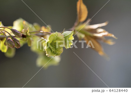 御衣黄桜（ギョイコウザクラ） 64128440