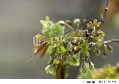 御衣黄桜（ギョイコウザクラ） 64128444