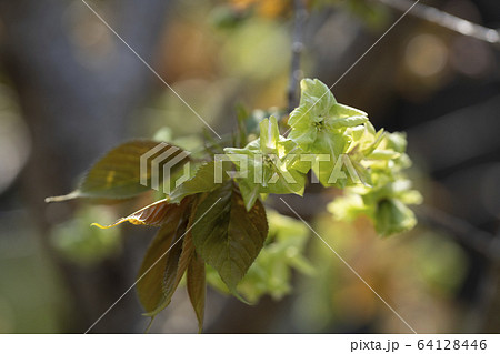 御衣黄桜(ギョイコウザクラ) 御衣黄桜(ギョイコウザクラ) 64128446